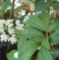 Rodgersia sambucifolia