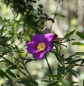 Rosa foliolosa