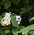 Rosa glomerata ACSN6036