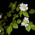 Rosa onoei var.hakonensis JP4563