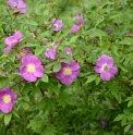 Rosa marettii