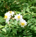 Rosa paniculigera JP4353