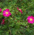 Rosa prattii CBCH438