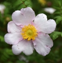 Rosa roxburghii var.hirtella