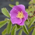 Rosa woodsii