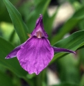 Roscoea auriculata