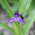 Roscoea alpina CC3667 