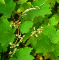 Rubus pinnatisepalus CBCH421