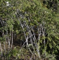 Rubus cockburnianus