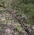 Rubus coreanus 'Dart's Mahogany'