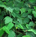 Rubus flagelliflorus