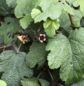 Rubus formosensis CMBTW1751