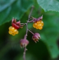 Rubus lambertianus