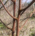 Rubus strigosus