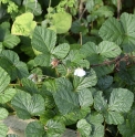 Rubus nepalensis 