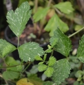 Rubus parvifolius 'Les Avettes'