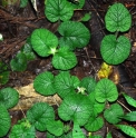 Rubus pectinellus CBJP1204 