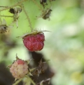 Rubus sachalinensis (Yuzhno)