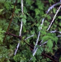 Rubus thibetanus