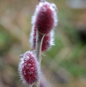 Salix gracilistyla 'Mount Aso'