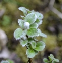 Salix nakamurana