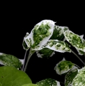 Salvia nipponica 'Fuji Snow'