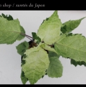 Salvia nipponica 'Illumination'