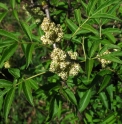 Sambucus miquelii RU4878