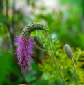 Sanguisorba hakusanensis