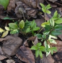 Sarcococca hookeriana var.humilis 'Nagoya variegata'