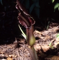 Typhonium giganteum