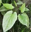 Saururus cernuus 'Hertford Streaker'