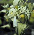 Disporum cantoniense 'Moonlight'