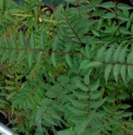 Sorbaria kirilowii