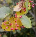 Sorbus alnifolia