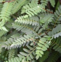 Sorbus camgshanensis