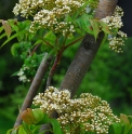 Sorbus commixta