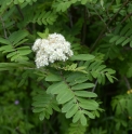 Sorbus esserteauiana