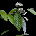 Sorbus folgneri 'Emiel'