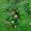 Sorbus forrestii