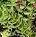 Sorbus frutescens