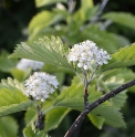Sorbus japonica JP2611