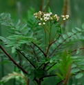 Sorbus koehneana