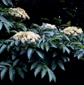 Sorbus sargentiana