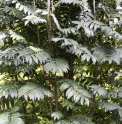 Sorbus scopulina