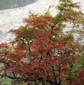 Sorbus sp. (Hailuogou)