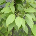Sorbus subulata KWJ12272 