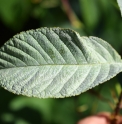Sorbus thomsonii
