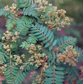 Sorbus vilmorinii