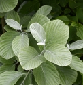 Sorbus wardii